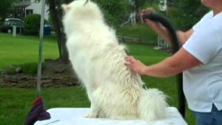 Samoyed Grooming Part 4 The blow dry [upl. by Kerianne]