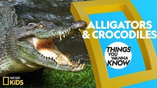 Cool Facts About Alligators and Crocodiles  Things You Wanna Know [upl. by Edmonda]