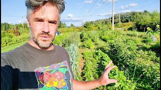 Permaculture Farm  Tomato Trellis Ideas and More [upl. by Aysan]