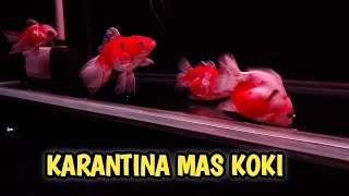 fungsi dan kegunaan karantina ikan mas koki [upl. by Seda]