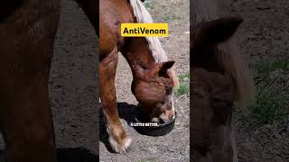 antivenom science sciencefacts scienceexperiment knowledge [upl. by Anastasia]