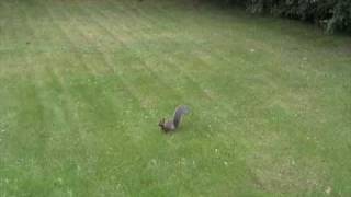 Eastern Gray Squirrel Sciuridae Sciurus carolinensis Chased by Red Squirrel [upl. by Uhthna]