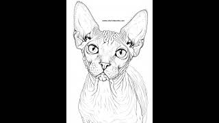 Gato para Colorir Desenhos Para Colorir 49 [upl. by Valonia969]