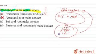 Rhizosphere is the region where [upl. by Samara]