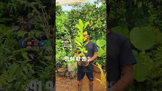 ABIU Fruit in kerala  Exotic Fruit  Abiyu Fruit growing tips  Akhil Exotica Nursery and Farm [upl. by Anelac464]