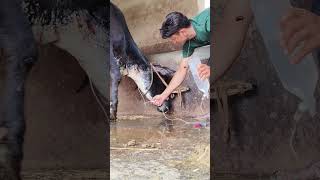 Intravenous Infusion of dextrose in jugular veiniv saline for a cow [upl. by Enrique]