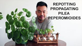 How To Repot amp Propagate  Pilea Peperomioides [upl. by Ahsiekan]