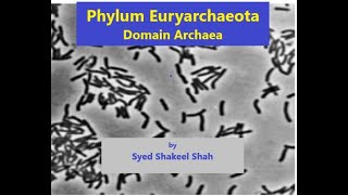 Phylum Euryarchaeota I Domain Archaea I Microbiology I [upl. by Eitsyrc547]