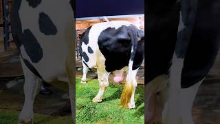 Holstein Friesian bull with exceptional muscle and width [upl. by Amahcen]