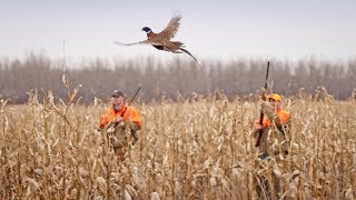 Нарезка лучших выстрелов из охоты на фазана 2017  ТОР8 SHOTS PHEASANT HUNTING [upl. by Adriana]