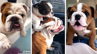 Cutest and Funniest BULLDOGS Compilation 🥰 [upl. by Constance]