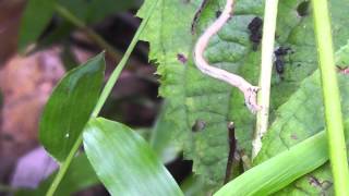 🐝 Japan Inchworm Geometer Moth Larvae  Order Lepidoptera Family Geometridae  Real Japan Monsters [upl. by Justino457]