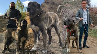 Ã‡APAR KANGAL MEYDANCI DEV GARÄ°P SOYU  KIRIKKALELÄ° KAMÄ°L DUMAN VE Ã‡OBAN KÃ–PEKLERÄ° KANGAL KIRMASI [upl. by Dranreb]