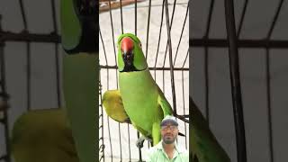 Mitthu Talking Parrot🦜🦜😘🥰 shorts cute youtubeshorts [upl. by Eidualc]