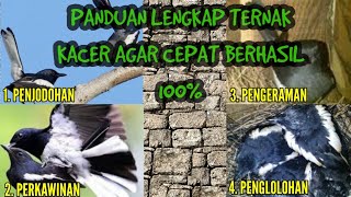 TERNYATA GAMPANG amp MUDAH ‼️Tips Ternak Kacer yang benar agar cepat berhasil [upl. by Aynodal378]