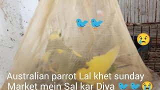 Australian Parrot Lal Khet Sunday Market MeinSal Kar DiyeRealityTVShowsx3m [upl. by Levram]