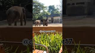 Gajah gajah elephant zoo animals hewan gembiraloka gembiralokazoo [upl. by Mavis681]