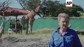 Genetic bank of giraffes created in Costa Rica [upl. by Hasseman]