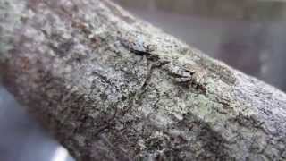 Florida Bark Mantis  Gonatista grisea  Camouflage [upl. by Eimmas]