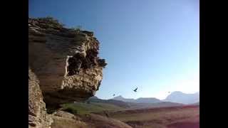 Yellowstone Cliff Swallows at Soda Butte [upl. by Vincenty]