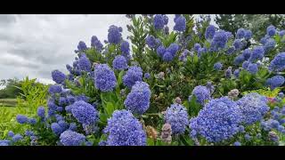 Ceanothus English garden [upl. by Ailiec]