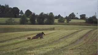 Wildschwein mit Frischlingen beim GPS Roggen Häckseln [upl. by Mussman]