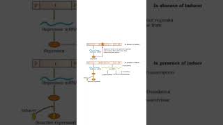 lac operon concept [upl. by Steinway48]