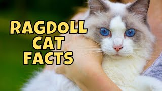 10 Fun Facts About Ragdoll Cats [upl. by Atteram]