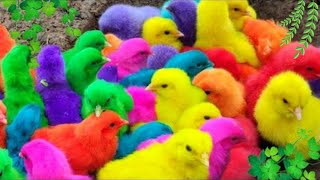 Menangkap ayam lucu ayam warna warni ayam rainbow bebek angsa ikan hias ikan cupang Kelinci [upl. by Cristobal]