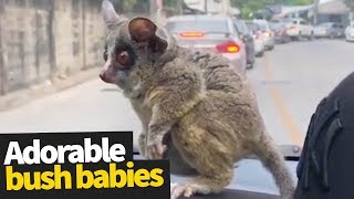 Bush Babies as Pets  Adorable Bush Babies Compilation ❤ [upl. by Gamaliel]