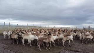 Reinflokk i reingjerdet på Nordkyn  Lyden av reinsdyr [upl. by Aseek]