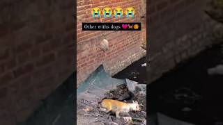 again distemper case please help street dog 🐕 dog distemper doglover [upl. by Rebmyk809]