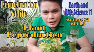 PLANT REPRODUCTION  PERPETUATION OF LIFE 2 [upl. by Feledy367]