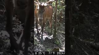 🦌CERVO ENORME🦌sfiora la fototrappola fototrappolaggio cervo bramito [upl. by Elyrpa]