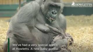 Celebrating the birth of a new baby gorilla at Howletts [upl. by Jehovah]