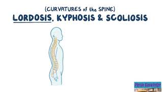 Curvatures of the Spine Lordosis Kyphosis amp Scoliosis [upl. by Leahci]