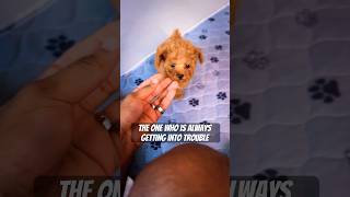 She’s too cute though puppy poodle shortvideos cutepuppy [upl. by Azzil]