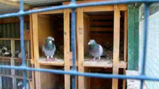 RACING PIGEONS  AUSTRALIA [upl. by Landel]