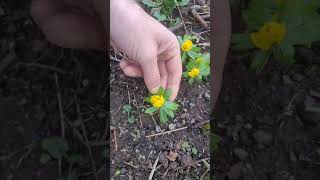 Winter Aconite eranthis hyemalis gardening winterfloweringplants permaculture gardendesign [upl. by Saint333]