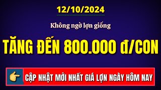 Giá heo hơi hôm nay ngày 12102024  Không thể ngờ giá lợn giống tăng đến 800 nghìn đồng một con [upl. by Natasha]