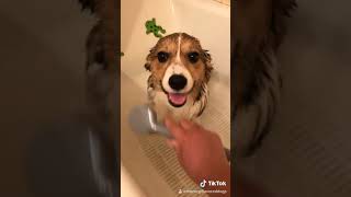 Splish splash I was taking a bath Tiktok Corgi puppy [upl. by Hester]