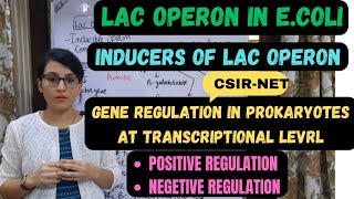 Lac Operon in Ecoli  Inducers of Lac Operon Gene Regulation in Prokaryotes at transcription level [upl. by Yrohcaz110]