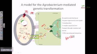 Agrobacterium mediated gene transformation in plants [upl. by Yekim]