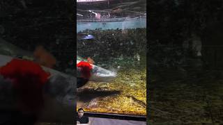 techsvlogger Arapaima feeding arapaimafish fishing sealifefacts marinelifemagic shark sea [upl. by Herzen]