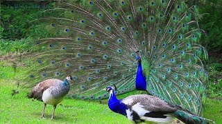 Peacock sounds videobirds videoपक्षी वीडियोbirds parrot [upl. by Hayyifas]