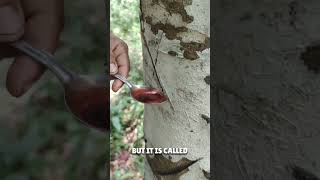 Bloodwood tree 🌳 telugufacts teluguamazingfacts shorts viral [upl. by Oribelle]