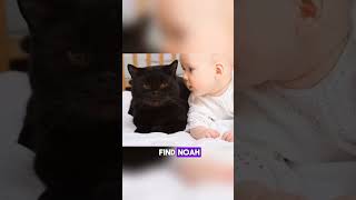 The Vanishing Baby cat pets baybay2021 baby babygirl babyboy babyshorts [upl. by Ranit14]