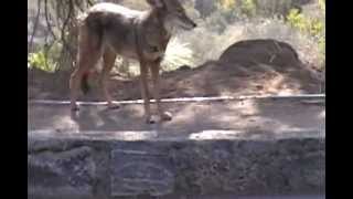 Coyote amp Rattle Snake Fight At Griffith Observatory Park Hollywood California 2012 [upl. by Damita10]