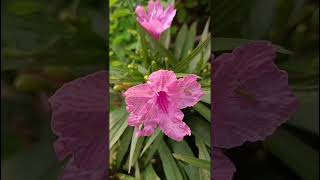 Ruellia simplex Poquito Pink Katie Dwarf Pink Acanthaceae family trending nature flora [upl. by Llevaj]