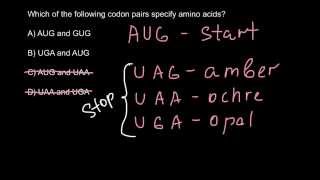 Which of the codons specify amino acids [upl. by Napas]